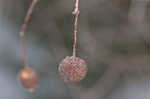 Buttonbush